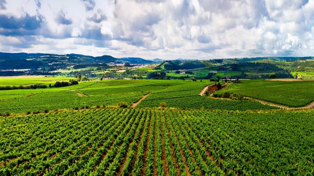 Viñedo en Cataluña