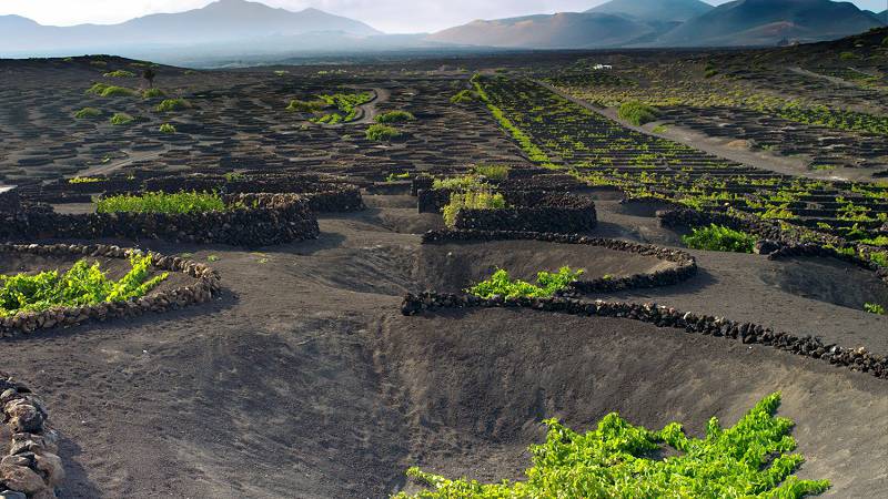 La Geria Lanzarote