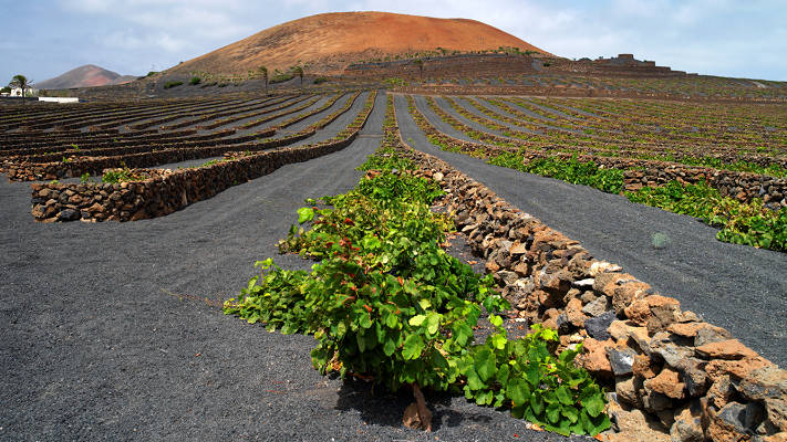 Viñedo Lanzarote