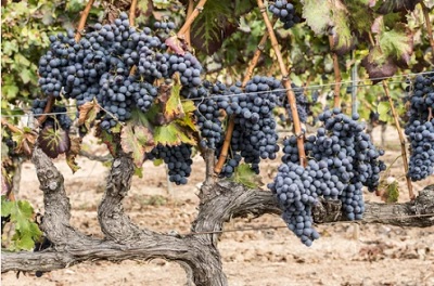 Cepa de garnacha