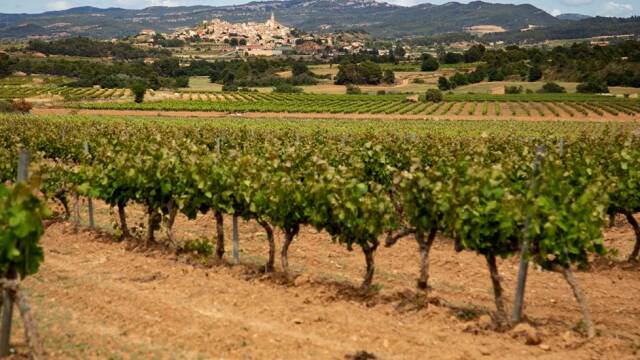 Viñedo Conca de Barberà