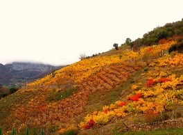 Viñedos de Liébana