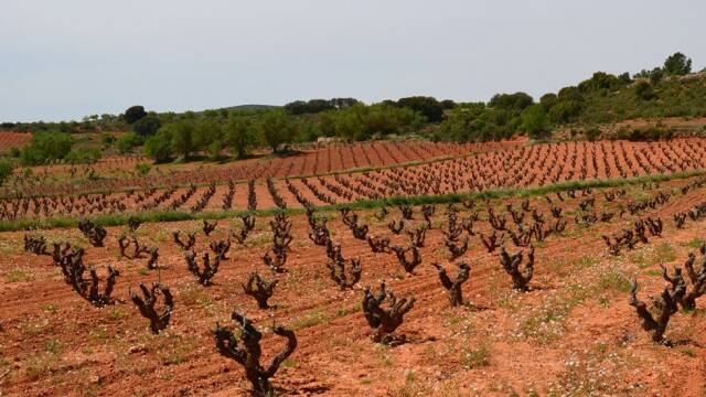 Viñedos de Utiel-Requena