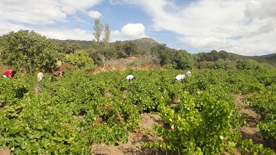 Viñedo en DO Méntrida