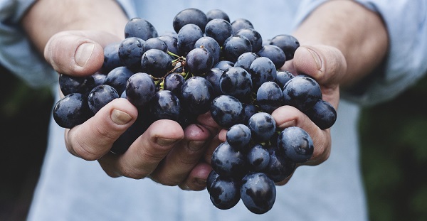 Viticultor con un racimo de uvas