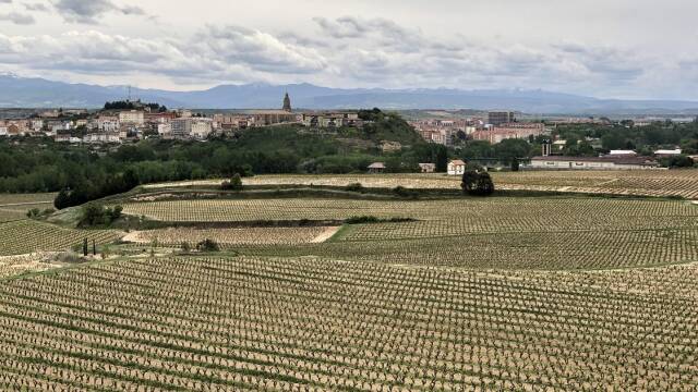 Paisaje viñedo Rioja