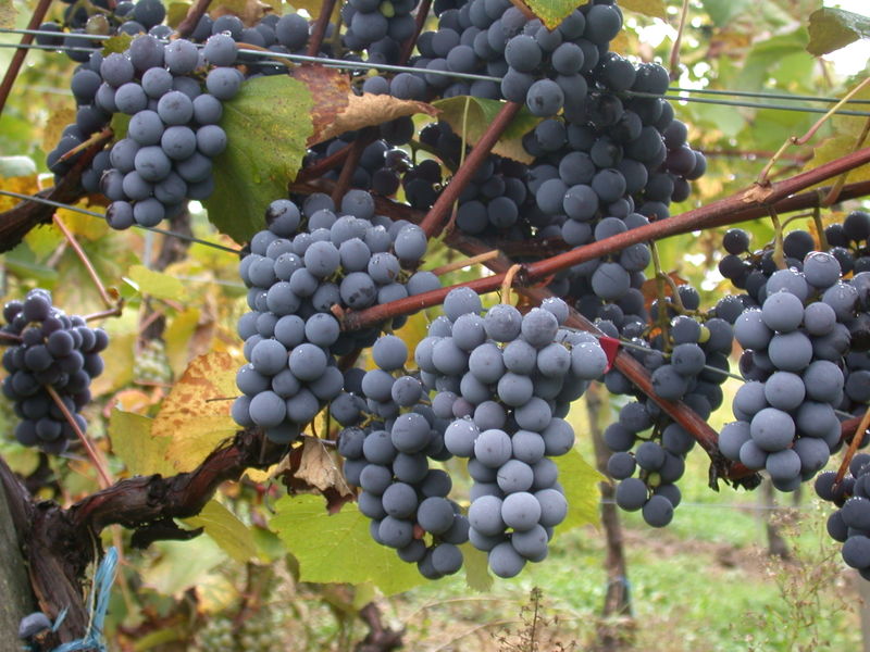 Variedad de uva Gamay