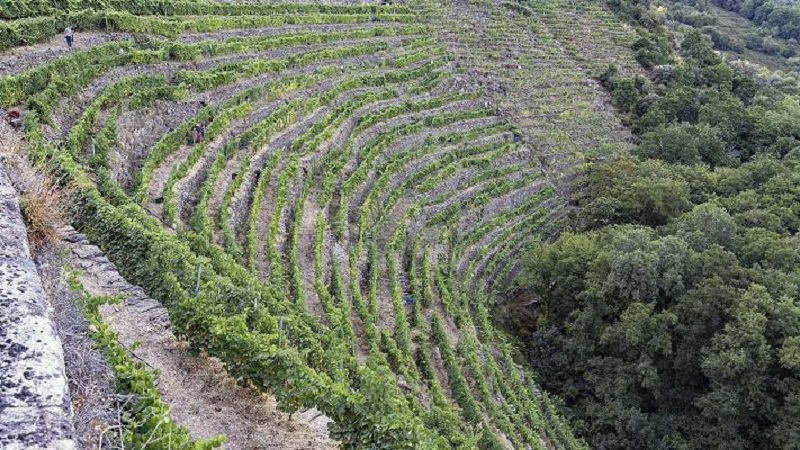 Viñedo en pendiente