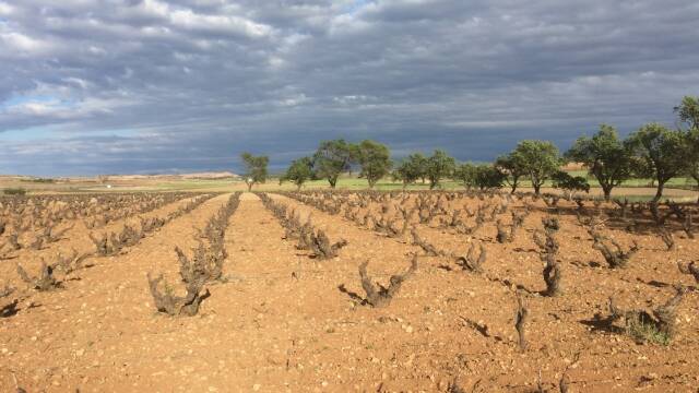 Viñedo Ribera del Duero