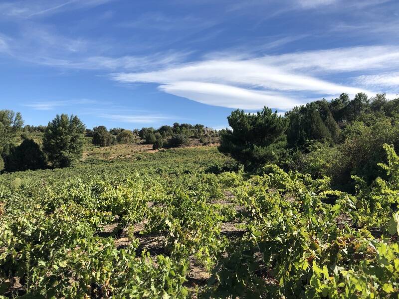 Viñedo Ribera del Duero