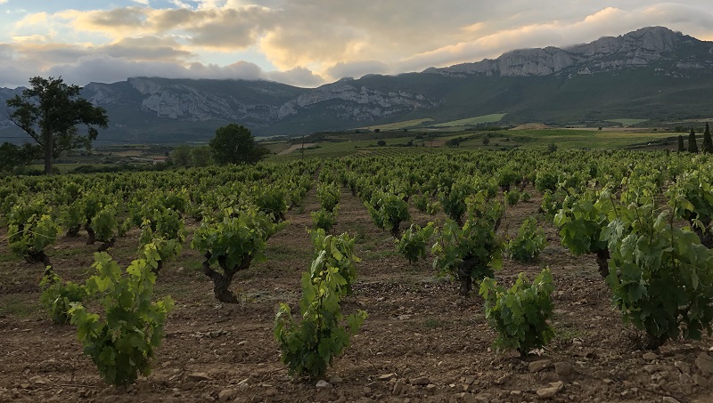 Viñedo Rioja