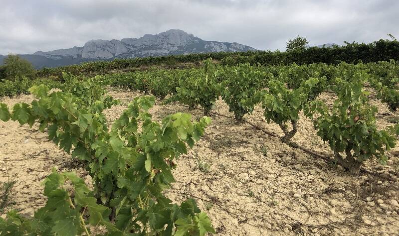 Viñedo Rioja