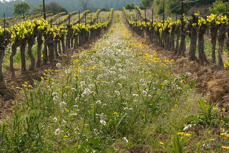 Viñedo silvestre