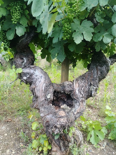 Cepas Centenarias Bierzo