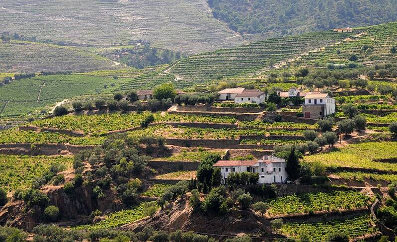 Foto viñedo Tras Os Montes