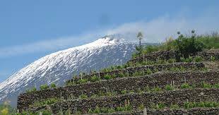 Viñedo de Sicilia con el Etna al fondo