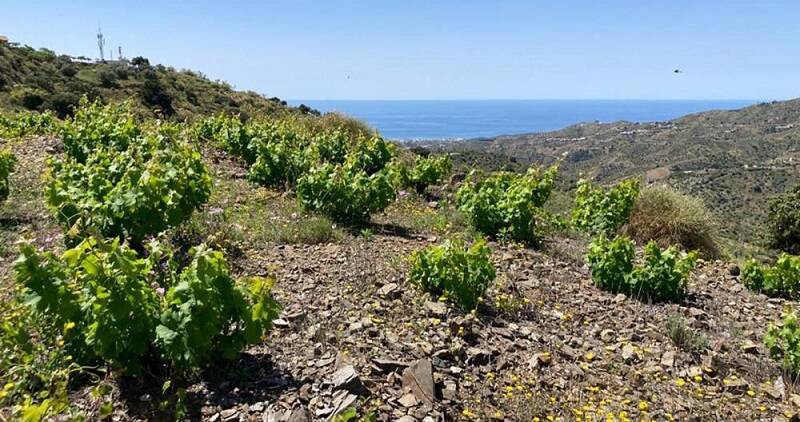 Viñedo de Málaga