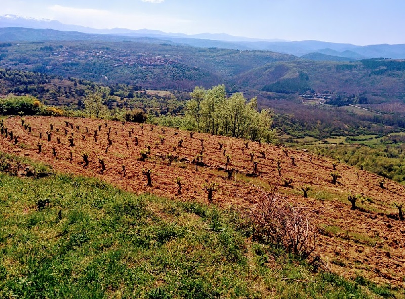 Viñedos Sierra de Francia