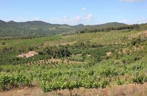 Celler Mas d'en Baiget  - vistas viñedos y bodega