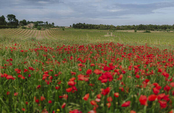 Campo de flores frente a Mas de Torubio Viticultores