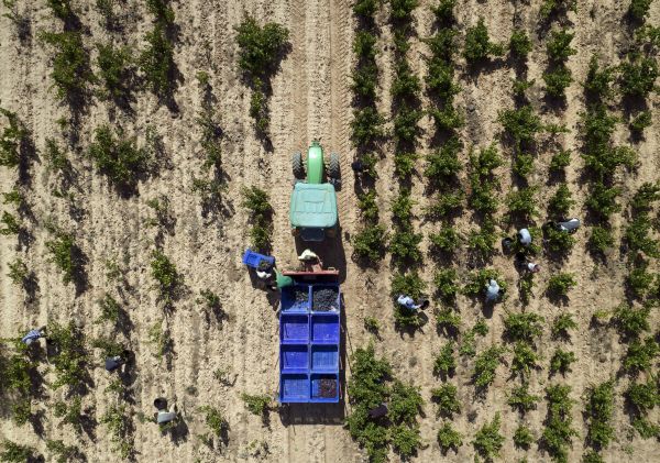 Tractor vendimiando